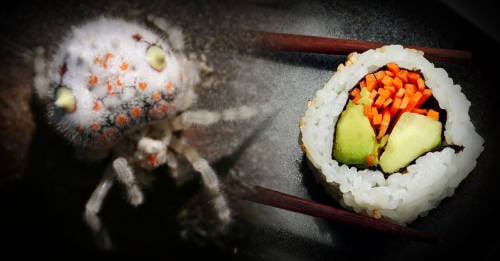araña australiana parece sushi
