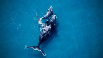 ballenas ballenas