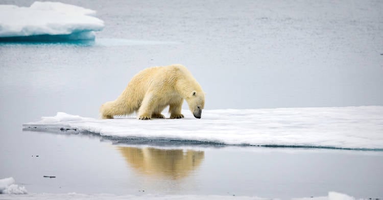 oso polar aparecio buscando comida ciudad rusia