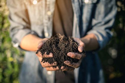 compost 2 alternativas naturales para sustituir el uso de fertilizantes