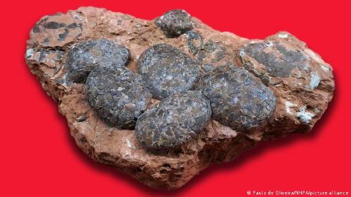 60223501_303 60223501_303