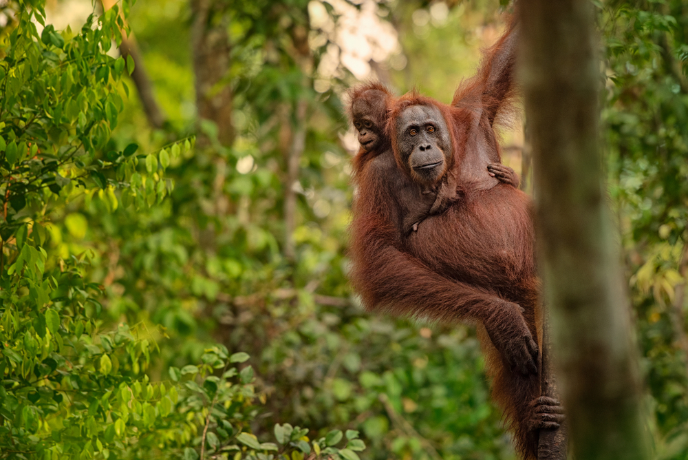 orangutan sumatra