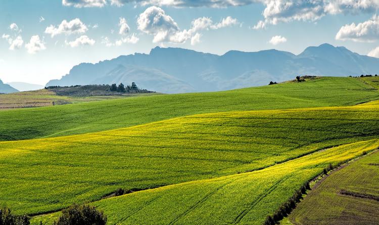 canola-fields-1911392_1920