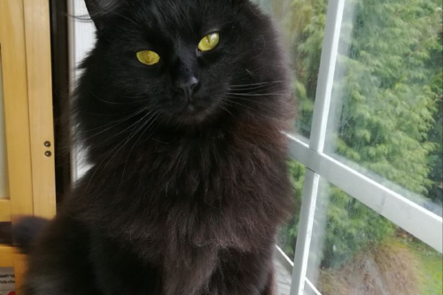 gato negro Activistas reclaman la protección de este tipo de gato (Foto: Pinterest)