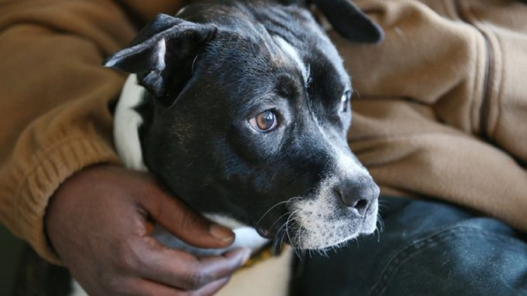 perro dueño ¿Estás paseando con tu perro y, de repente, muestra una actitud defensiva cuando alguien se te acerca? (Foto: Pinterest)