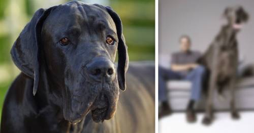 historia gigante george perro gran danes historia gigante george perro gran danes