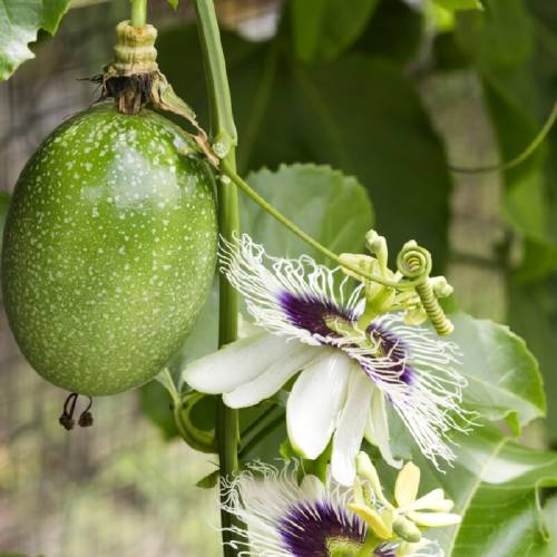 pasiflora flor planta fruto Pasiflora: ayuda a combatir el insomnio