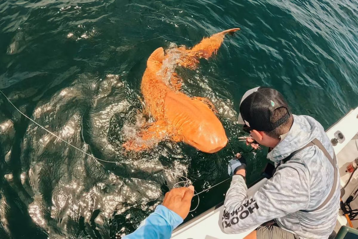 El tiburón presenta una coloración naranja brillante que contrasta con el marrón habitual de los tiburones nodriza. (infobae.com)