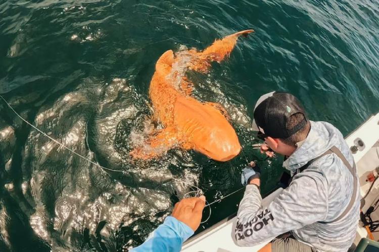 tiburon El tiburón presenta una coloración naranja brillante que contrasta con el marrón habitual de los tiburones nodriza. (infobae.com)
