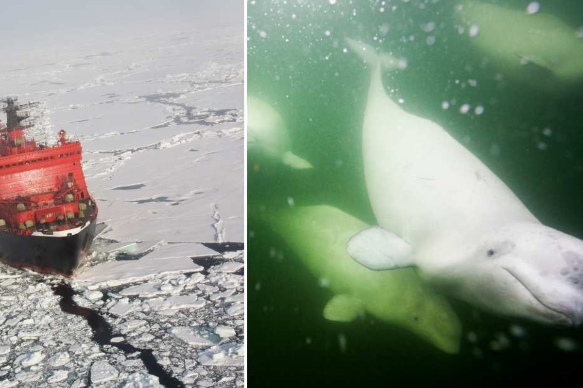 (L) A Russian icebreaker ship in the North Pole; (R) Beluga whales swim under the ocean. (Representative Cover Image Source: Getty Images | (L) SeppFriedhuber; (R) Paul Souders)