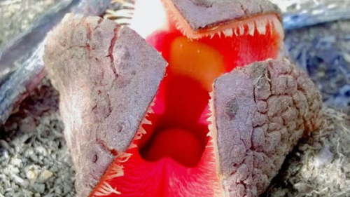 Flora parásita oculta Se trata de una flora parásita oculta que se adhiere a las raíces de otras para obtener nutrientes.