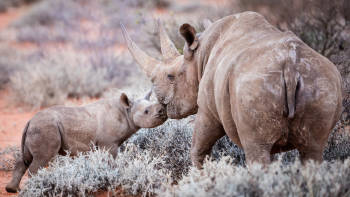 rinocerontes sudafrica