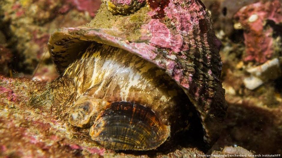 65097013 403 65097013 403