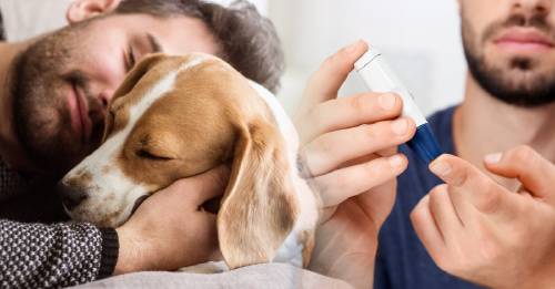 Cómo los perros pueden ayudar a los pacientes diabeticos