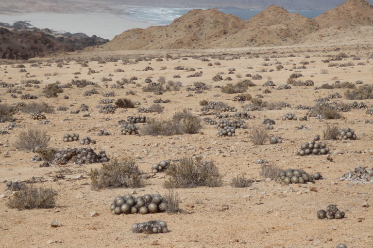 Límite norte de distribución de arbustos y cactus en el desierto de Atacama Parque Pan de Azúcar, Chile. Más al norte reina el desierto absoluto. Foto: Ramiro López.