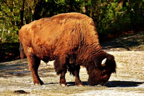 Reino unido busca personal para reintroducir bisontes en sus bosques