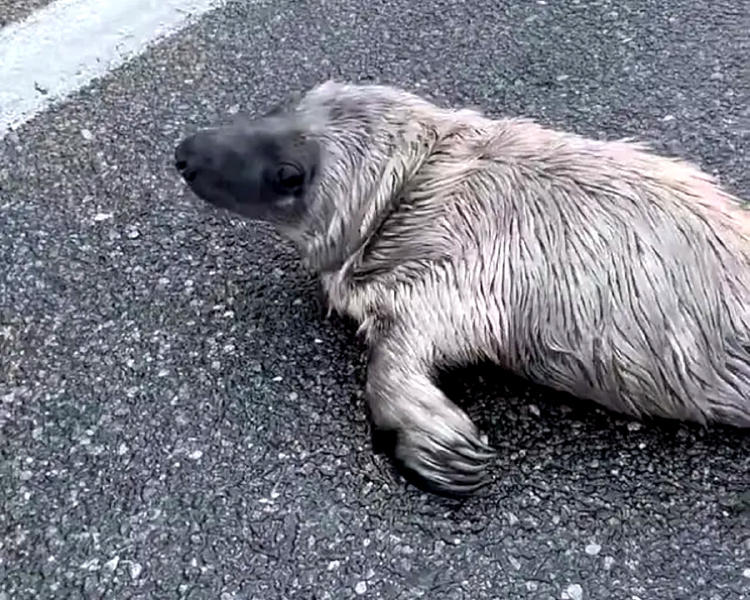 foca recien nacida2 foca recien nacida2