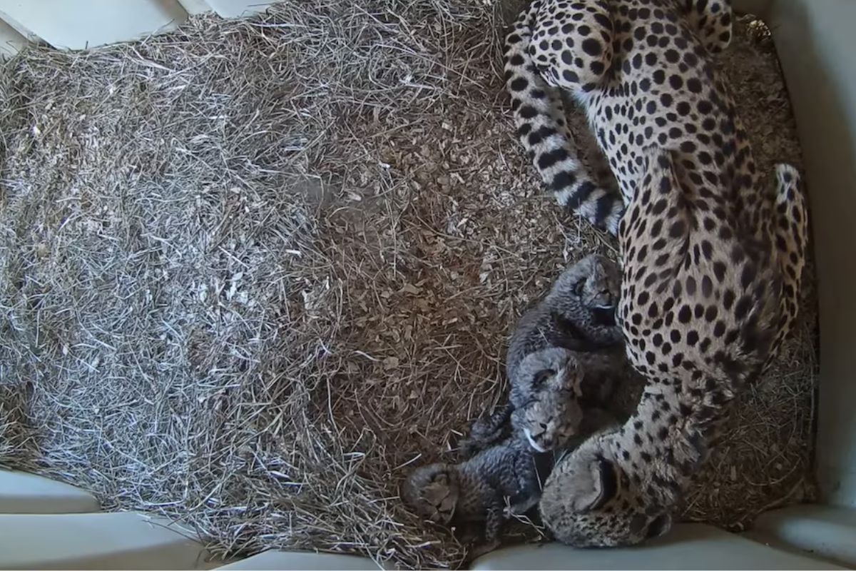 La reproducción en cautiverio exige un manejo experto y estratégico para superar obstáculos biológicos y garantizar el futuro de la especie (Smithsonian’s National Zoo and Conservation Biology Institute)/Infobae.com