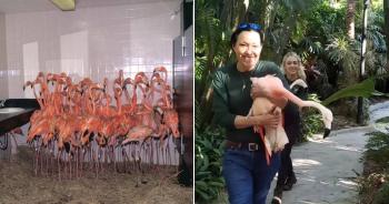 Flamencos Flamencos
