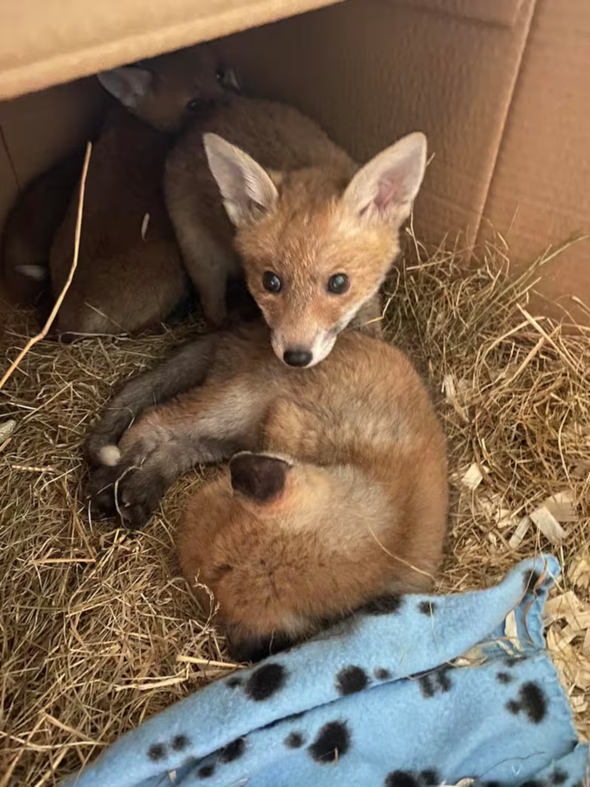 zorro plástico3 zorro plástico3