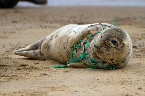 redes pesca plastico redes pesca plastico