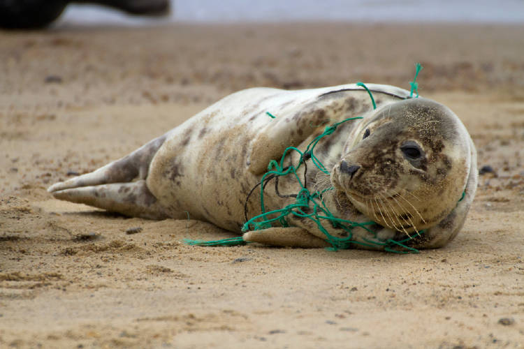 redes pesca plastico redes pesca plastico