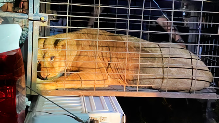 leones El artículo 420 del Código Penal Federal en México establece sanciones severas para quienes incurran en el delito de tráfico de especies de flora y fauna.