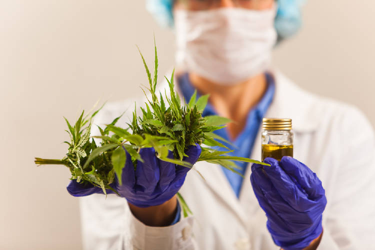 científico cannabis científico cannabis