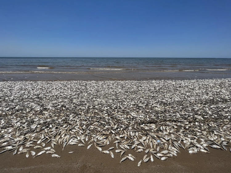 peces muertos texas