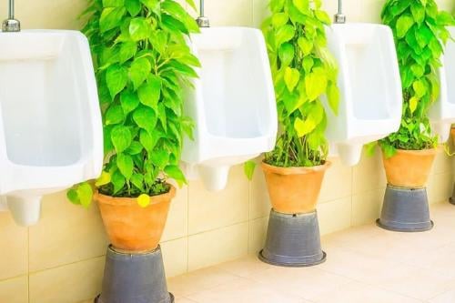 orina fertilizante Imagen: codigooculto