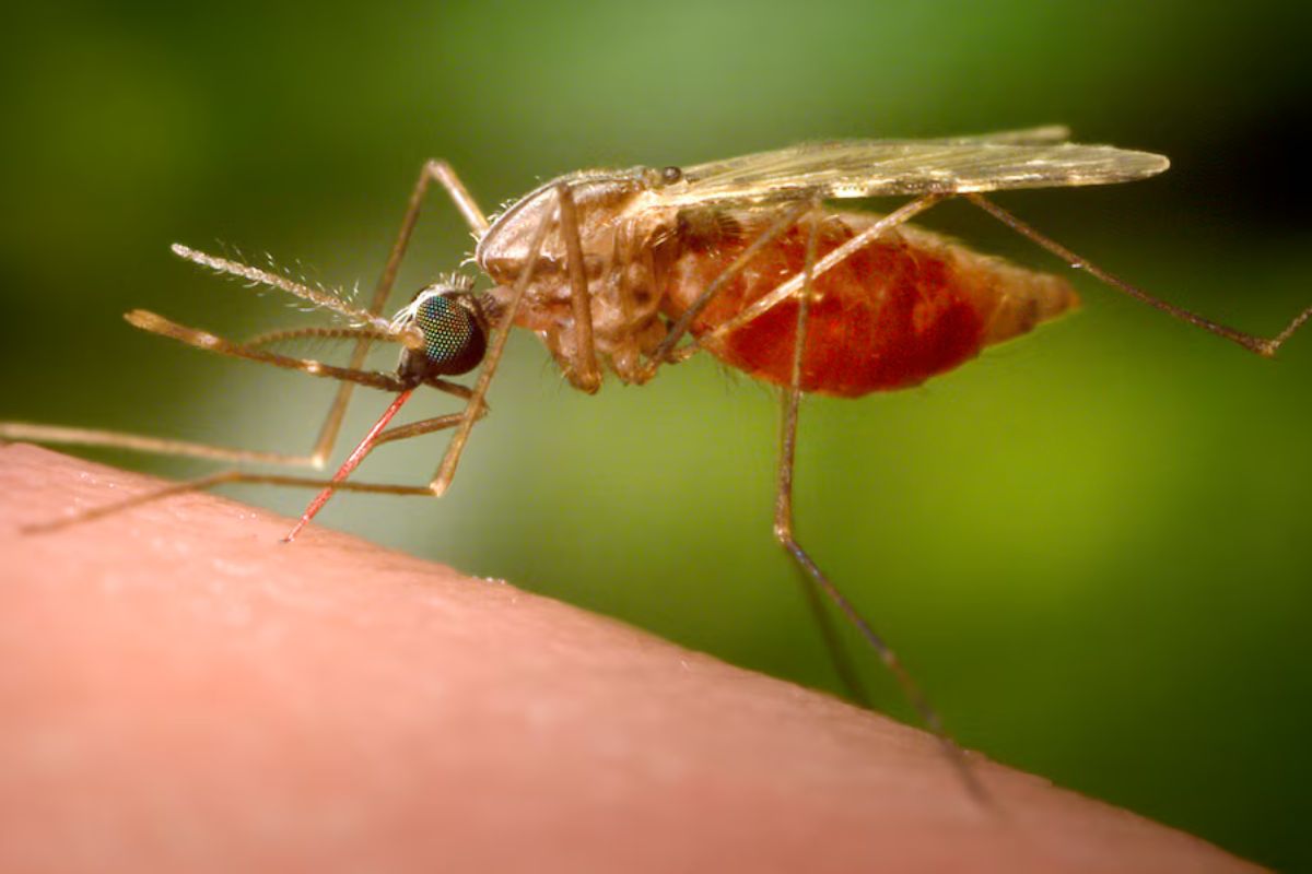 Un brote del virus chikungunya en China ha llevado a las autoridades a tomar medidas preventivas que van desde mosquiteras y nubes de desinfectante.