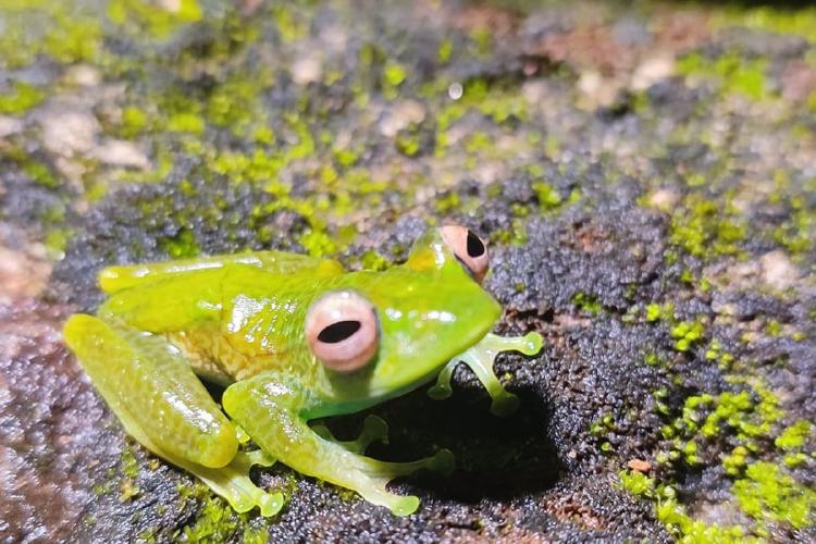 Ranas de Madagascar Las ranas pertenecen a la especie Boophis marojezensis, endémica de Madagascar
