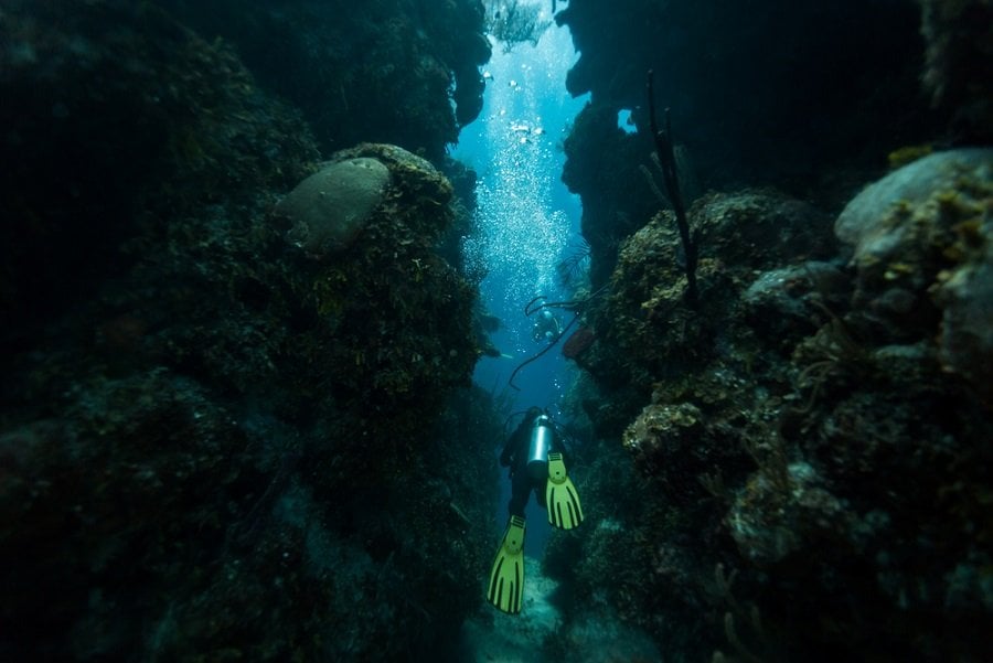 submarinismo coral bueco