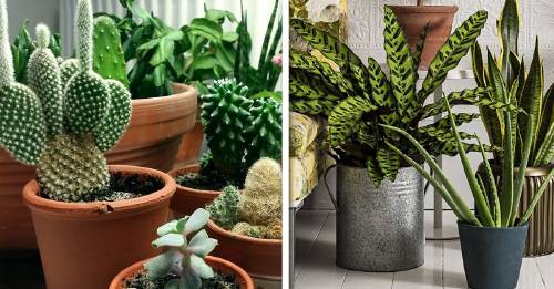 6 plantas negativas que no deberías tener dentro de casa si buscas atraer energía positiva 6 plantas negativas que no deberías tener dentro de casa si buscas atraer energía positiva