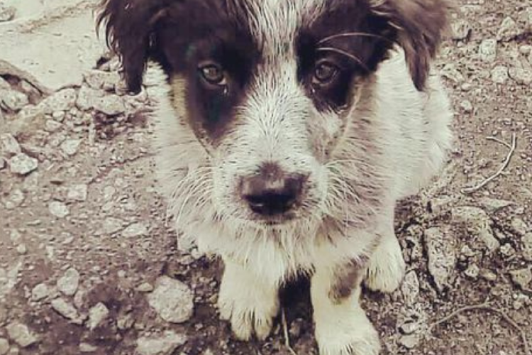 perro callejero Imagen: Pinterest