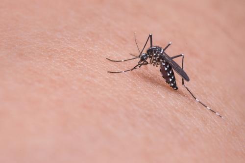 ¿Qué es el dengue?:  Síntomas, contagio y tratamiento