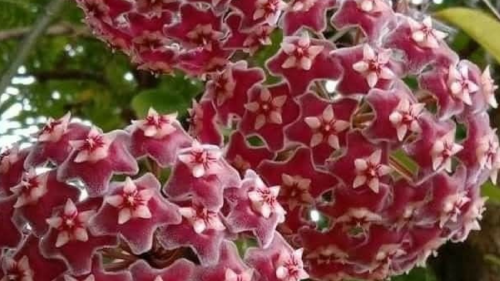 Hoya Carnosa La Hoya Carnosa, conocida también como Clepia, flor de porcelana o flor de cera, es una planta tropical. (Foto: Pinterest)