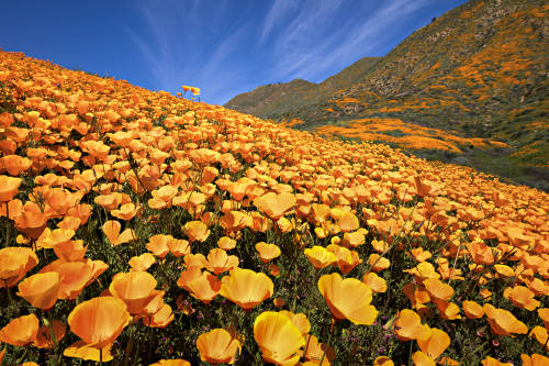 California tiene tantas flores que se ven en imágenes satelitales de la NASA