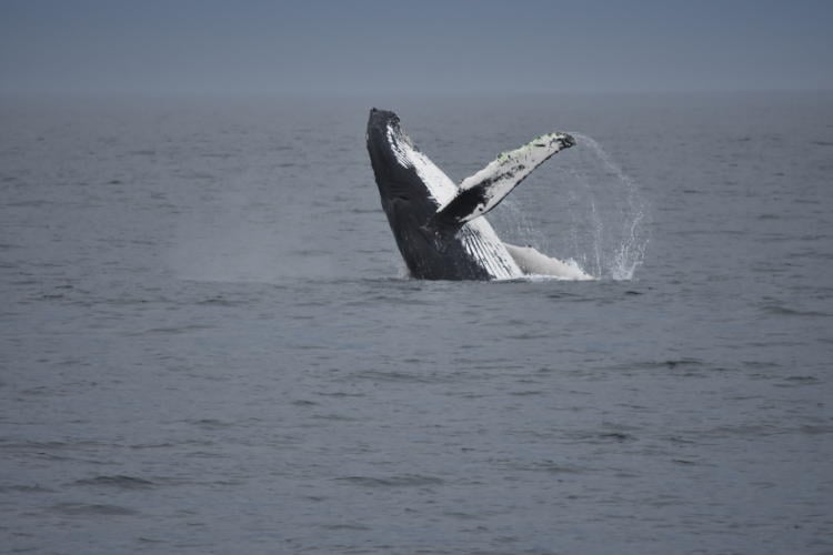 Foto Fundación Cethus Ballena jorobada