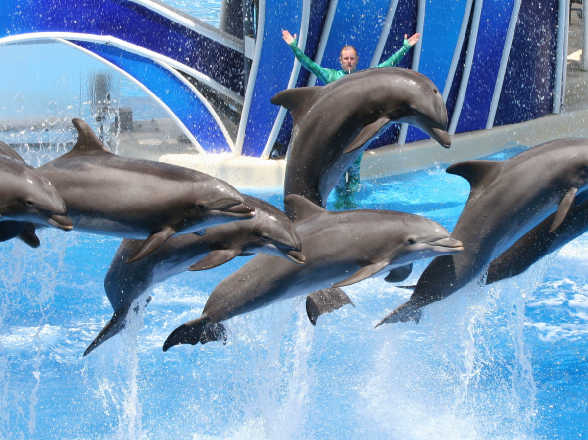 delfines1 delfines1
