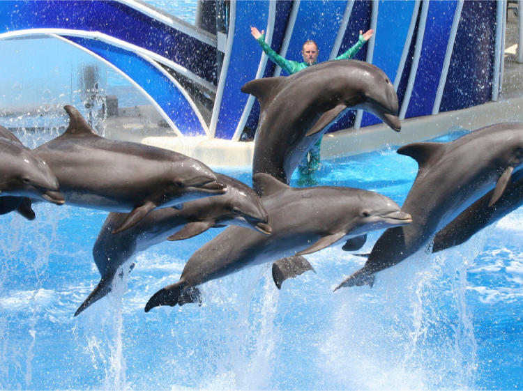 delfines1 delfines1