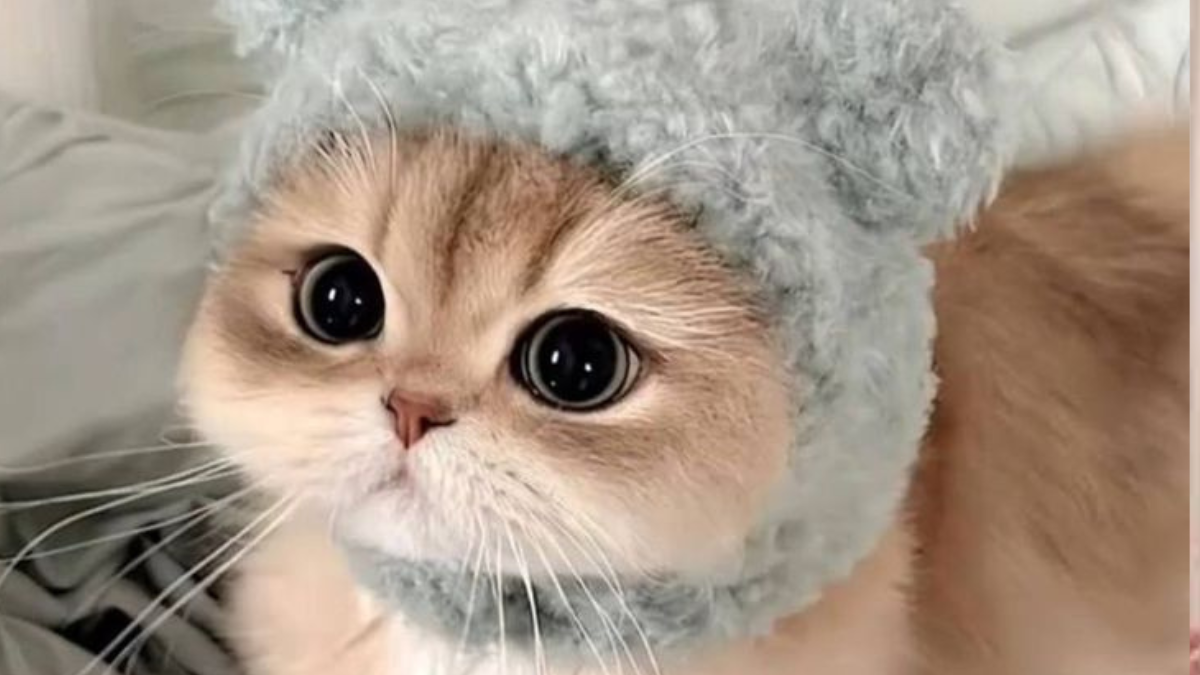 gato persa se los crió para tener un carácter tranquilo y amigable, lo que los hizo ideales como mascotas de compañía. (Foto: Pinterest)