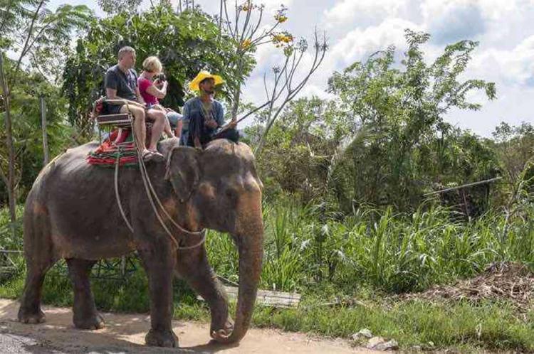 elefanta columna torcida2 elefanta columna torcida2