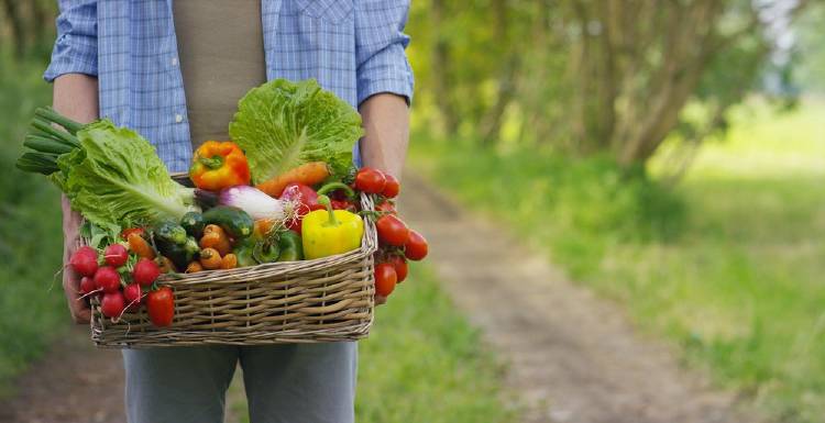 Alimentos vegetales Como consecuencia del cambio climático los alimentos son menos nutritivos