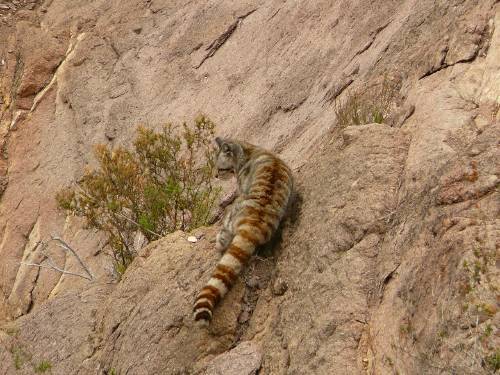 Luego de 12 años de búsqueda, apareció el felino más amenazado de América
