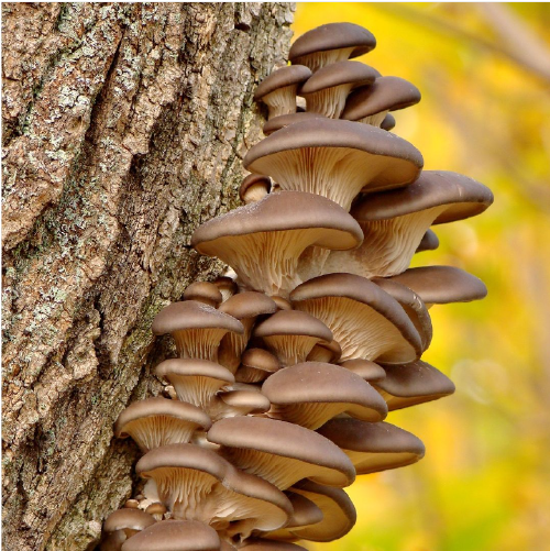 Fungi photo