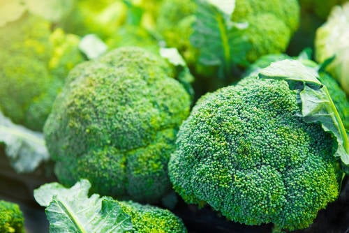 ¿El brócoli puede ayudarnos a prevenir el cáncer?