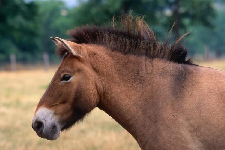 Caballo de Przewalski Caballo de Przewalski