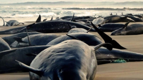 delfines varados 90 delfines varados en Australia serán sacrificados.