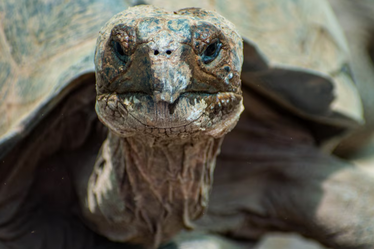 Tortuga Gigante de Galápagos (Ministerio de Ambiente) Imagen: Infobae.com